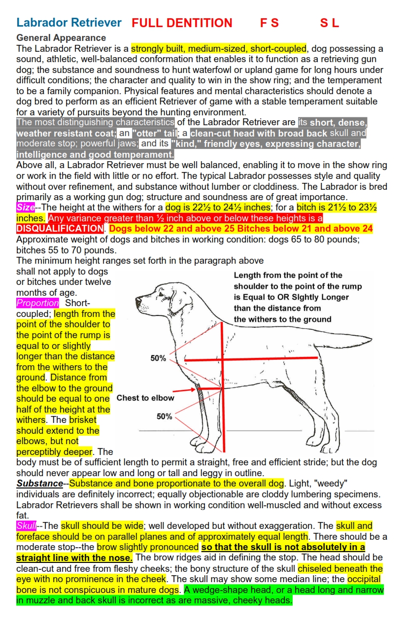 Visual Labrador Retriever AKC Breed Standard